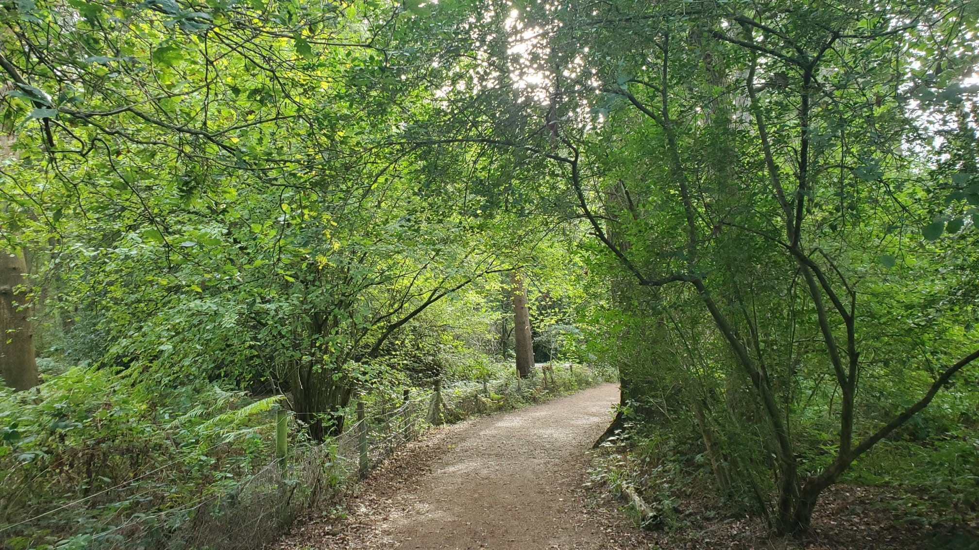 Walk and Talk - Rushmere / King's Wood